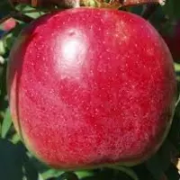 Яблука Ерлі Женева