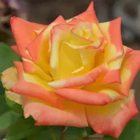 Роза чайно-гибридная Мохана(MOHANA)
