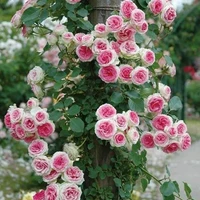 Роза Эден Роуз (Eden Rose) плетистая