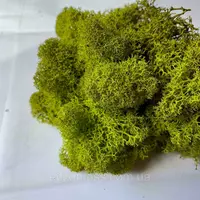 Очищений стабилизированный мох Green Ecco Moss скандинавский мох ягель Medium 4  кг